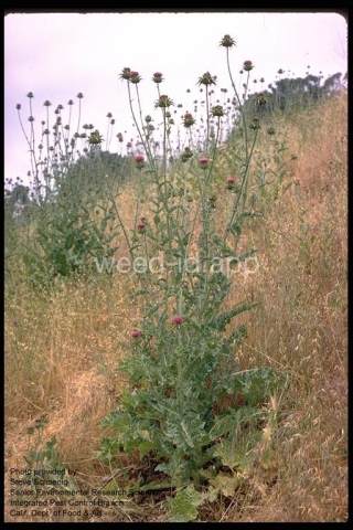milkthistle, blessed